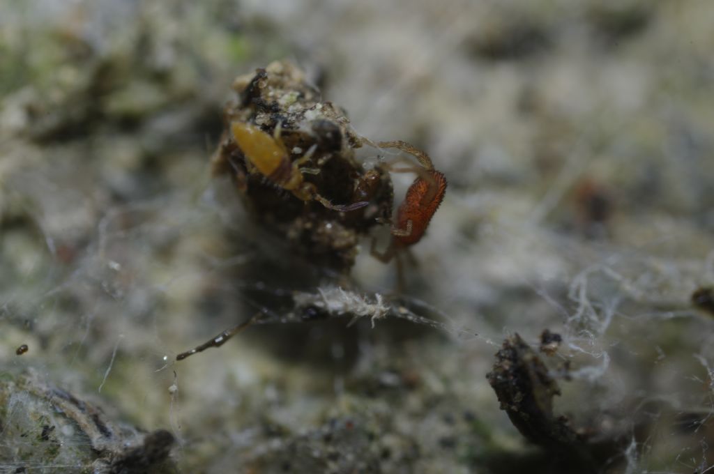 Smarididae